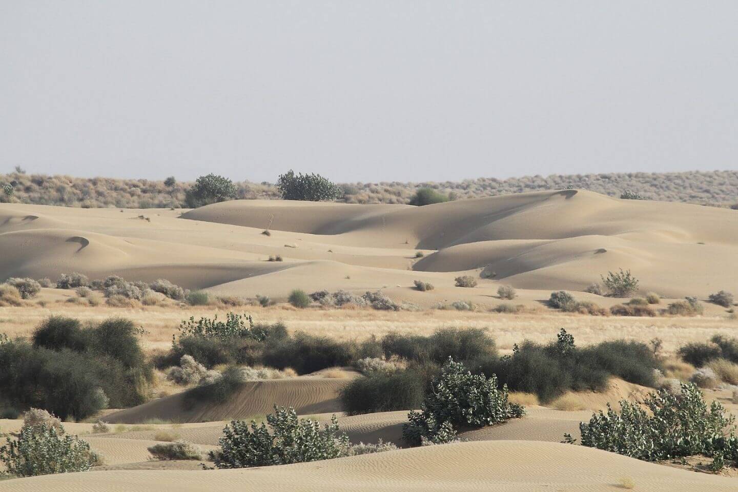 Desert National Park, Jaisalmer